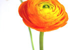 Flowers Orange • Blumen • Fototapeten • Berlintapete