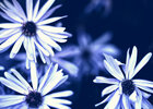 Flowers Blue • Blumen • Fototapeten • Berlintapete