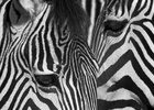 Zebra Black & White • Schwarz & Weiss - Monochrom • Fototapeten • Berlintapete