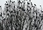 Raben und Baum • Schwarz & Weiss - Monochrom • Fototapeten • Berlintapete