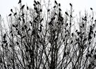 Raben und Baum • Schwarz & Weiss - Monochrom • Fototapeten • Berlintapete