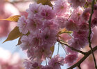 Kirschblüten • Flora • Fototapeten • Berlintapete