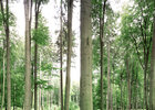 Buchenwald 360 Grad • Wald • Fototapeten • Berlintapete