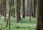 Wald XXL Panoramen • Wald • Fototapeten • Berlintapete