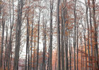 Herbst III • Wald • Fototapeten • Berlintapete