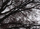 Äste und Zweige • Wald • Fototapeten • Berlintapete