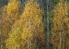 Herbst II • Wald • Fototapeten • Berlintapete