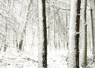 Holz & Schnee • Wald • Fototapeten • Berlintapete
