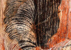 tree disc • Texture • Photo Murals • Berlintapete
