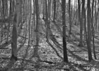 Black & White II • Wald • Fototapeten • Berlintapete