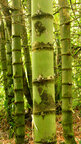 Bambus • Wald • Fototapeten • Berlintapete • Detail Bambus (Nr. 3860)
