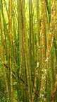 Bambus • Wald • Fototapeten • Berlintapete • yellow (Nr. 3861)