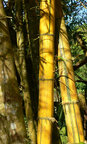 Bambus • Wald • Fototapeten • Berlintapete • einsam (Nr. 3863)