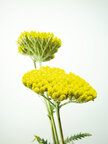 Flowers Yellow • Blumen • Fototapeten • Berlintapete • Bizarr (Nr. 5726)