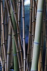 Bambus • Wald • Fototapeten • Berlintapete • Bambus II (Nr. 4684)