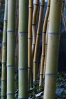Bambus • Wald • Fototapeten • Berlintapete • Bambus II (Nr. 4688)