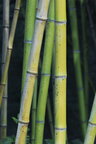 Bambus • Wald • Fototapeten • Berlintapete • Bambus II (Nr. 4870)