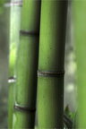 Bambus • Wald • Fototapeten • Berlintapete • Bambus II (Nr. 4872)