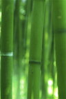 Bambus • Wald • Fototapeten • Berlintapete • Bambus II (Nr. 4873)