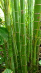 Bambus • Wald • Fototapeten • Berlintapete • Bambus 3 (Nr. 4260)