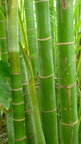 Bambus • Wald • Fototapeten • Berlintapete • Bambus 3 (Nr. 4261)