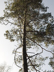 Äste und Zweige • Wald • Fototapeten • Berlintapete • Der Ast am Baum: Lebender Ast und Aststumpf (Nr. 10456)