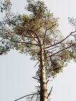 Äste und Zweige • Wald • Fototapeten • Berlintapete • Der Ast am Baum: Lebender Ast und Aststumpf (Nr. 10457)