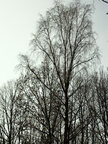 Äste und Zweige • Wald • Fototapeten • Berlintapete • Der Ast am Baum: Lebender Ast und Aststumpf (Nr. 10458)
