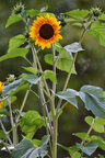 Sonnenblumen • Landschaften • Fototapeten • Berlintapete • Helianthus annuus (Nr. 15109)