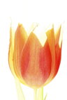 Macroworld  • Bildgalerie • Berlintapete • Tulipa (Nr. 4619)