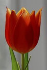 Macroworld  • Bildgalerie • Berlintapete • Tulipa (Nr. 4620)