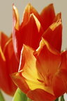 Macroworld  • Bildgalerie • Berlintapete • Tulipa (Nr. 4621)