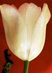 Tulpen • Blumen • Fototapeten • Berlintapete • Tulipa (Nr. 4625)