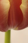 Macroworld  • Bildgalerie • Berlintapete • Tulipa (Nr. 4630)