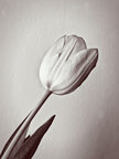 Tulpen • Blumen • Fototapeten • Berlintapete • Tulipa (Nr. 10365)