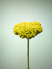 Flowers Yellow • Blumen • Fototapeten • Berlintapete • Macroworld (Nr. 10387)