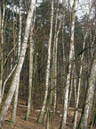 Birken • Wald • Fototapeten • Berlintapete • Birken (Nr. 10420)