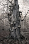 Äste und Zweige • Wald • Fototapeten • Berlintapete • Der Ast am Baum: Lebender Ast und Aststumpf (Nr. 10436)