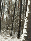 Holz & Schnee • Wald • Fototapeten • Berlintapete • Holz und Schnee (Nr. 10470)