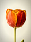 Tulpen • Blumen • Fototapeten • Berlintapete • Tulipa (Nr. 10361)