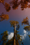 Sky Forest • Wald • Fototapeten • Berlintapete • sky forest (Nr. 14998)