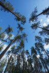 Sky Forest • Wald • Fototapeten • Berlintapete • sky forest (Nr. 15006)