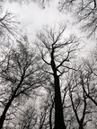 Äste und Zweige • Wald • Fototapeten • Berlintapete • Der Ast am Baum: Lebender Ast und Aststumpf (Nr. 4448)