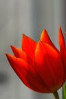 Tulpen • Blumen • Fototapeten • Berlintapete • Tulipa (Nr. 4464)
