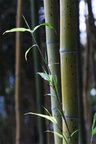 Bambus • Wald • Fototapeten • Berlintapete • Bambus II (Nr. 4670)