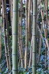 Bambus • Wald • Fototapeten • Berlintapete • bambus II (Nr. 4672)