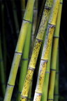 Bambus • Wald • Fototapeten • Berlintapete • Bambus II (Nr. 4673)