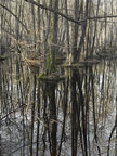 Sumpf • Wald • Fototapeten • Berlintapete • Feuchtgebiet (Nr. 6864)