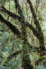 Regenwald 2 • Wald • Fototapeten • Berlintapete • Rain Forest (Nr. 6242)