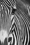 Dirk Heckmann (www.heckmann-photography.com) • Bildgalerie • Berlintapete • Zebra (Nr. 8488)
